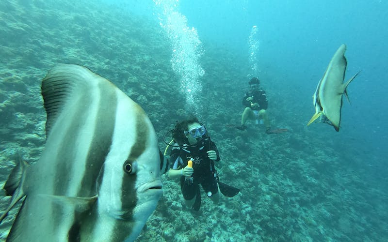 Buceo en arrecifes de coral en Marsa Alam en julio de 2026, temporada de tiburón ballena y visibilidad máxima