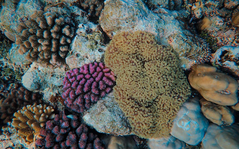 Peces tropicales del Mar Rojo, Egipto
