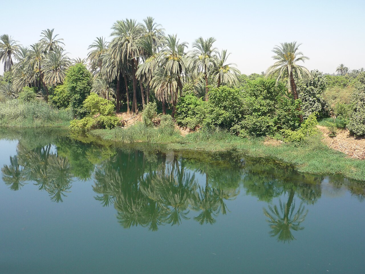Palmeras a lo largo del Nilo en Egipto