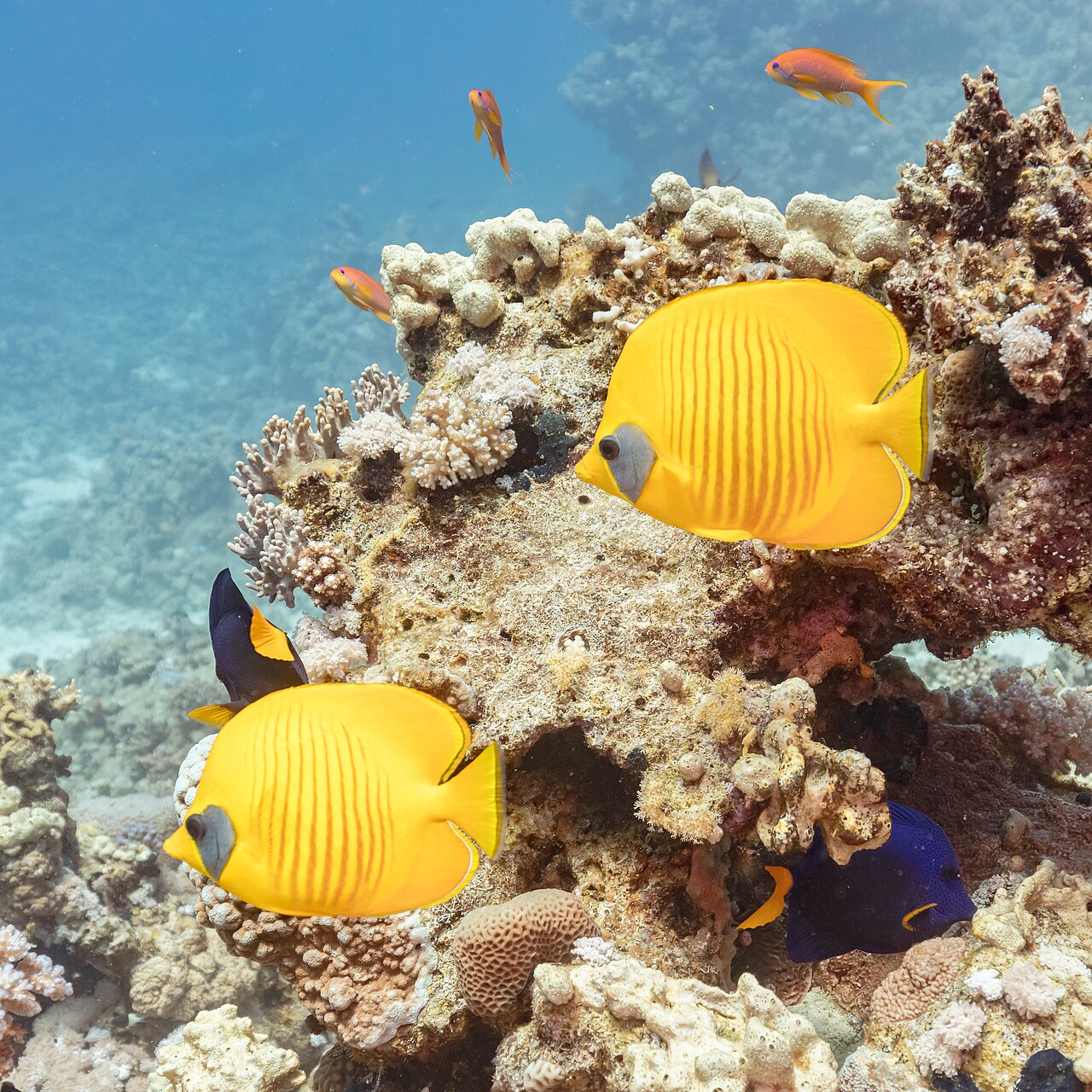 Peces mariposa en Sharm el-Sheikh
