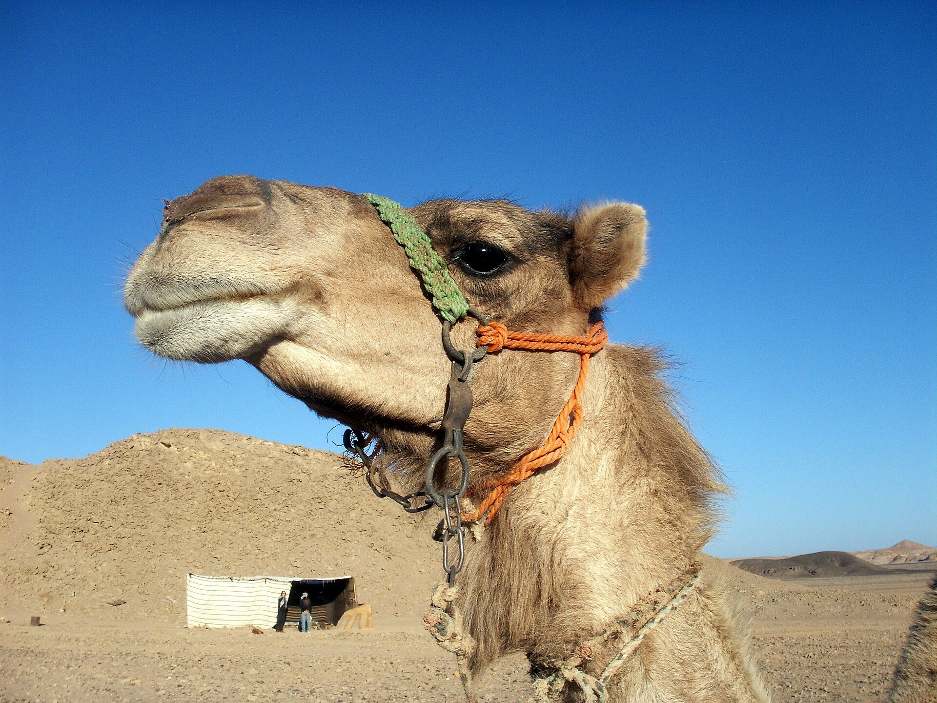 Dromedario en el desierto costero del mar Rojo (foto: Joadl, CC BY-SA 3.0)